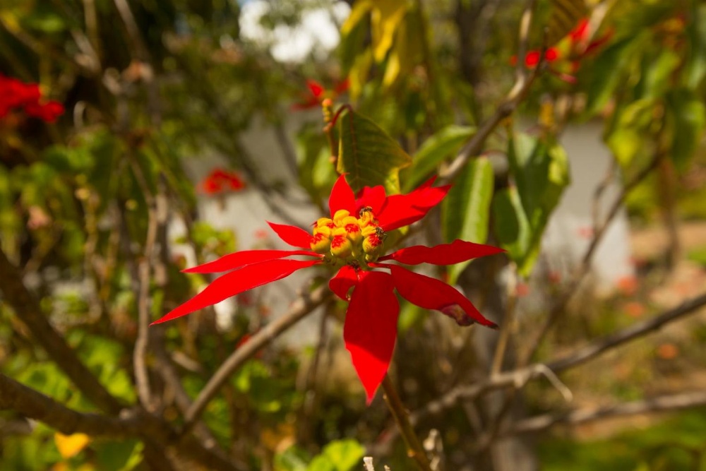 Ollantaytambo Village Main image